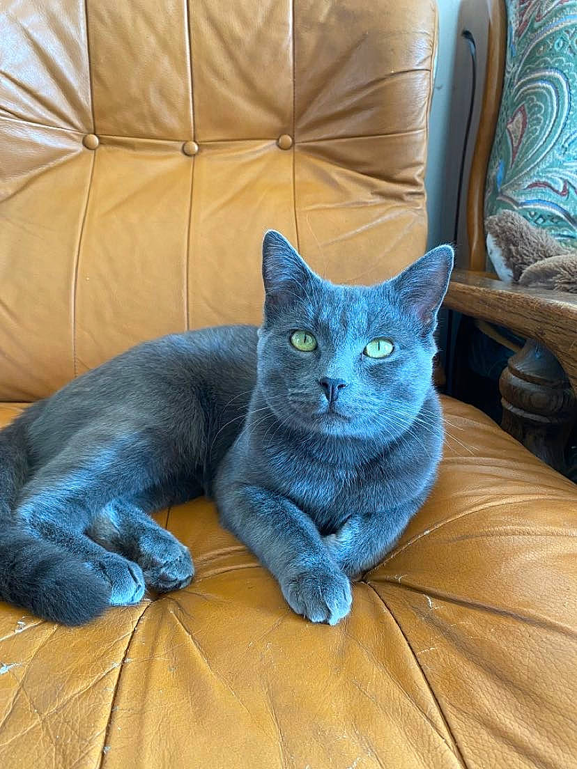 Sweety participe au concours pour gagner de l'argent avec cette photo : black_cat, blue, carnivore, cat, chair, comfort, couch, domestic_short_haired_cat, electric_blue, felidae, fur, furniture, grey, russian_blue, small_to_medium_sized_cats, snout, tail, whiskers, window, yellow