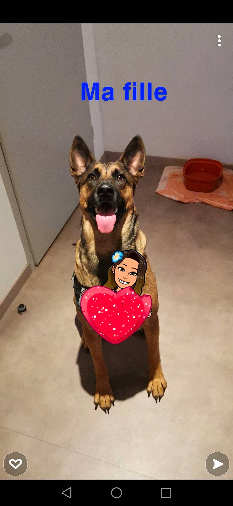 Kayna a rejoint le concours — aidez-le/la à gagner de superbes lots ! art, carnivore, companion_dog, dog, dog_breed, dog_clothes, dog_collar, dog_supply, fawn, felidae, flooring, german_shepherd_dog, liver, party_hat, smile, snout, sporting_group, whiskers, witch_hat, working_animal