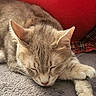 cat, sleeping, gray_blanket, red_pillow, fur, whiskers, indoor, resting, cozy, cute, pet, animal, feline, relaxed, soft_texture, close_up, paw, ears, nose, peaceful