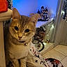 Canelle a rejoint le concours — aidez-le/la à gagner de superbes lots ! cat, animal, pet, indoor, holiday, christmas, decorations, lights, blanket, feline, collar, toy_village, blue_light, floor_tile, festive, ornament, window, curiosity, whiskers, cozy