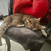 Canelle participe au concours pour gagner de l'argent avec cette photo : cat, tabby_cat, sleeping, chair, blanket, cushion, red_cushion, plush, indoor, relaxing, pet, feline, cozy, resting, fur, home, tile_floor, soft_texture, quiet, comfort