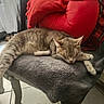 cat, tabby_cat, sleeping, chair, blanket, cushion, red_cushion, plush, indoor, relaxing, pet, feline, cozy, resting, fur, home, tile_floor, soft_texture, quiet, comfort