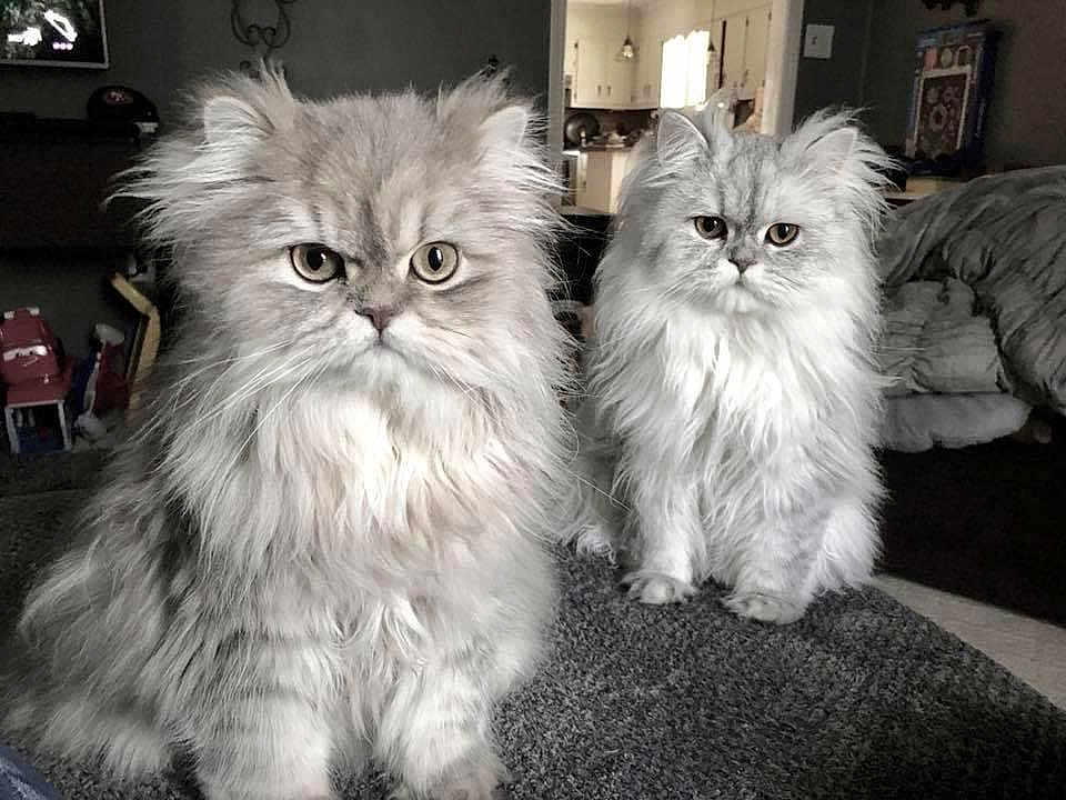 Rocco And Ozzy