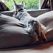 Berkley The Barkster joined the competition — help win amazing prizes! dog, white_dog, couch, window, greenery, indoor, pet, relaxing, fur, curtains, paws, collar, cozy, home, leisure, daylight, looking_out, furniture, canine, resting