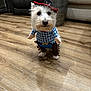 Berkley The Barkster is registered to the contest to win money with this photo: dog, costume, cowboy, pet, indoor, wooden_floor, living_room, furniture, chair, sofa, cute, small_dog, animal, clothing, hat, brown, blue, white, fur, fringe