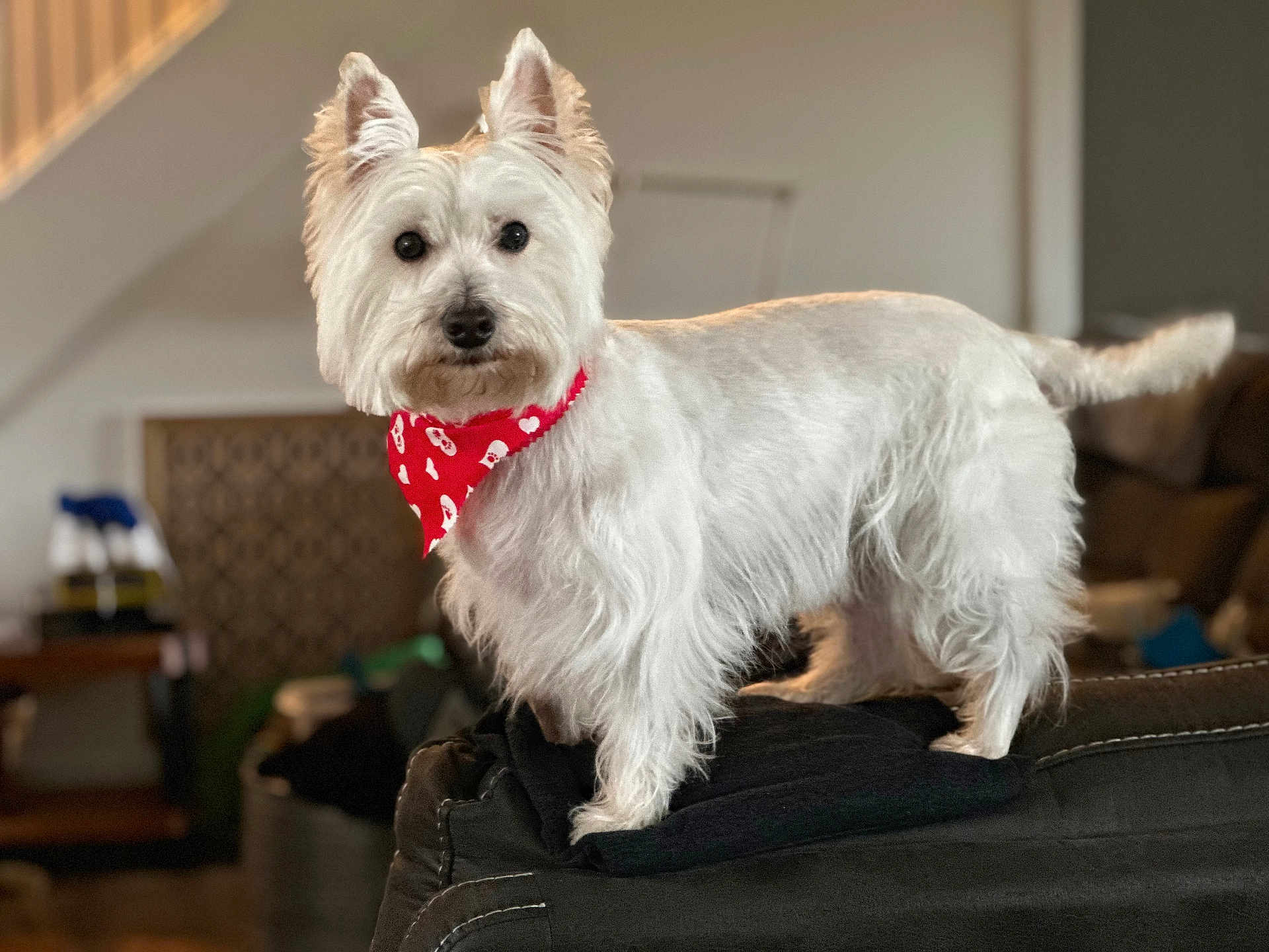 Berkley The Barkster