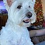 Berkley The Barkster is registered to the contest to win money with this photo: dog, white_dog, fluffy, pet, indoor, couch, christmas_tree, holiday, decorations, lights, festive, happy, cute, animal, companion, fur, ears, nose, mouth, relaxed