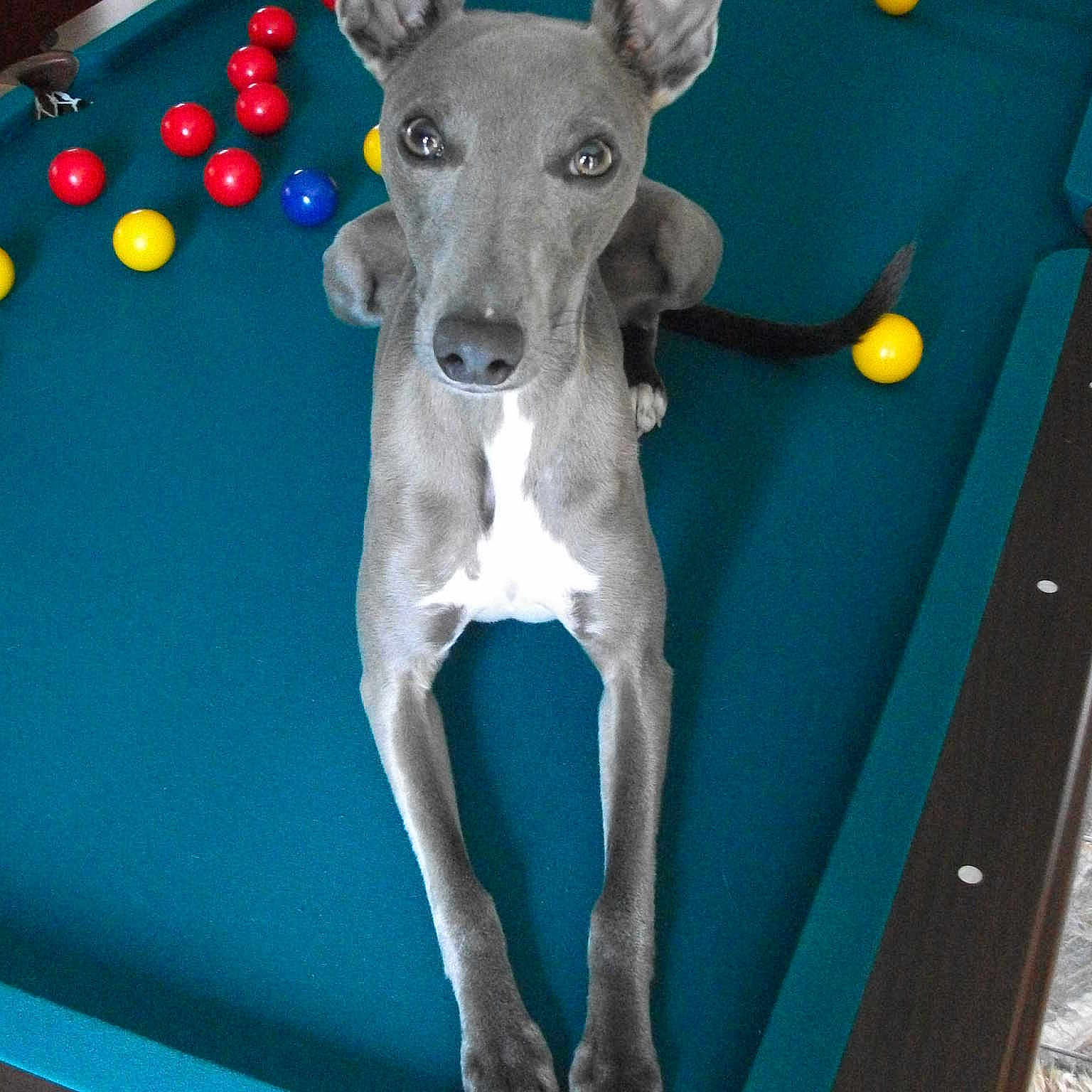 Wilson joined the competition — help win amazing prizes!