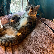 Munchkin Martin joined the competition — help win amazing prizes! cat, tabby, white_paws, relaxed, lounging, blanket, pink_blanket, window, curtains, indoor, pet, feline, fur, whiskers, ears, eyes, cute, cozy, resting, curious