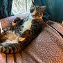 cat, tabby, white_paws, relaxed, lounging, blanket, pink_blanket, window, curtains, indoor, pet, feline, fur, whiskers, ears, eyes, cute, cozy, resting, curious