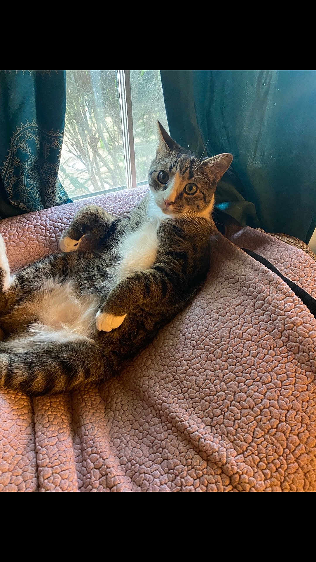 Munchkin Martin joined the competition — help win amazing prizes! cat, tabby, white_paws, relaxed, lounging, blanket, pink_blanket, window, curtains, indoor, pet, feline, fur, whiskers, ears, eyes, cute, cozy, resting, curious