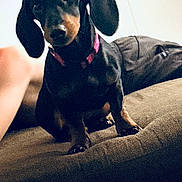 Millie is registered to the contest to win money with this photo: dachshund, dog, pet, indoor, couch, collar, black_and_tan, canine, animal, small_dog, ears, looking, sitting, furniture, home, mammal, domestic_animal, cute, companion, portrait
