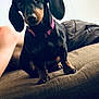 dachshund, dog, pet, indoor, couch, collar, black_and_tan, canine, animal, small_dog, ears, looking, sitting, furniture, home, mammal, domestic_animal, cute, companion, portrait