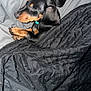 Millie joined the competition — help win amazing prizes! puppy, dog, sleeping, blanket, black_fur, tan_fur, cozy, indoor, pet, fur, paw, resting, cute, animal, snuggled, bed, soft, relaxed, canine, domestic