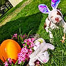dog, pit_bull, bunny_ears, easter, grass, garden, flowers, pink_flowers, orange_egg, plush_rabbit, spring, outdoor, sunlight, pet, animal, portrait, sitting, white_dog, colorful, festive