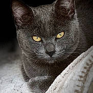 Milo a rejoint le concours — aidez-le/la à gagner de superbes lots ! cat, grey_cat, yellow_eyes, pet, animal, feline, fur, whiskers, ears, blanket, soft_texture, resting, indoor, close_up, portrait, cozy, relaxed, looking_at_camera, dark_background, sleepy