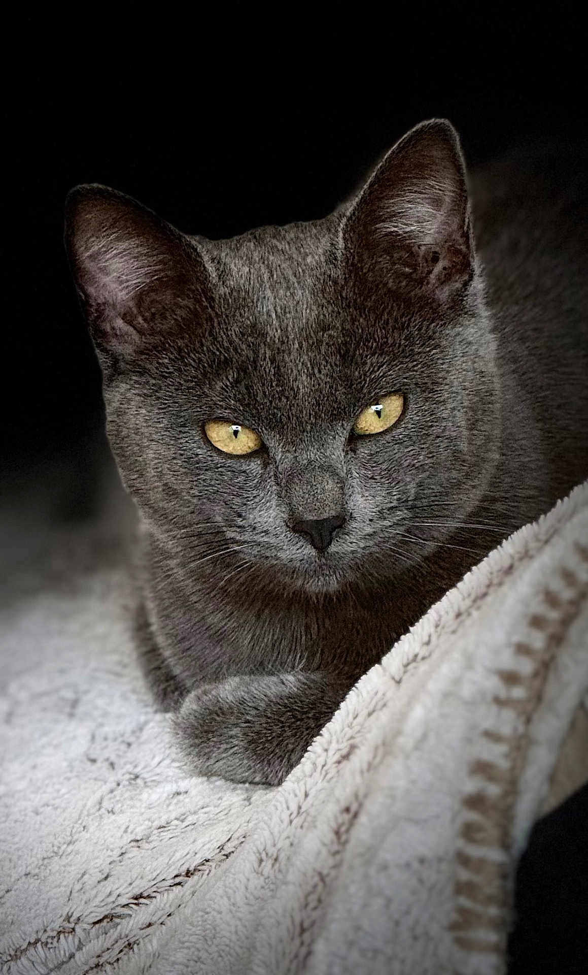 Milo a rejoint le concours — aidez-le/la à gagner de superbes lots ! cat, grey_cat, yellow_eyes, pet, animal, feline, fur, whiskers, ears, blanket, soft_texture, resting, indoor, close_up, portrait, cozy, relaxed, looking_at_camera, dark_background, sleepy