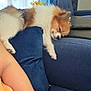Biscuit is registered to the contest to win money with this photo: arm, armrest, blue_couch, bracelet, brown_and_white, couch, cozy, dog, fluffy, furniture, home, indoor, nap, person, pet, pillows, relaxing, resting, sleeping, table