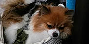 Biscuit is registered to the contest to win money with this photo: basket, black, bottle, brown, cozy, curious, dog, domestic, ears, floor, fluffy, fur, furniture, indoor, pet, quilted_blanket, resting, tail, tricolor, white
