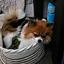 basket, black, bottle, brown, cozy, curious, dog, domestic, ears, floor, fluffy, fur, furniture, indoor, pet, quilted_blanket, resting, tail, tricolor, white