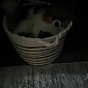 Biscuit joined the competition — help win amazing prizes! animal, basket, canine, carpet, cozy, cute, dark, dog, floor, furry, home, indoor, low_light, pet, quiet, resting, shadow, sleepy, small_dog, woven