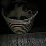 animal, basket, canine, carpet, cozy, cute, dark, dog, floor, furry, home, indoor, low_light, pet, quiet, resting, shadow, sleepy, small_dog, woven