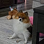 Biscuit joined the competition — help win amazing prizes! animal, bear, carpet, cozy, curious, cute, dog, floor, fluffy, furniture, household, indoor, living_room, party_hat, pet, pomeranian, sitting, small_dog, stuffed_toy, table