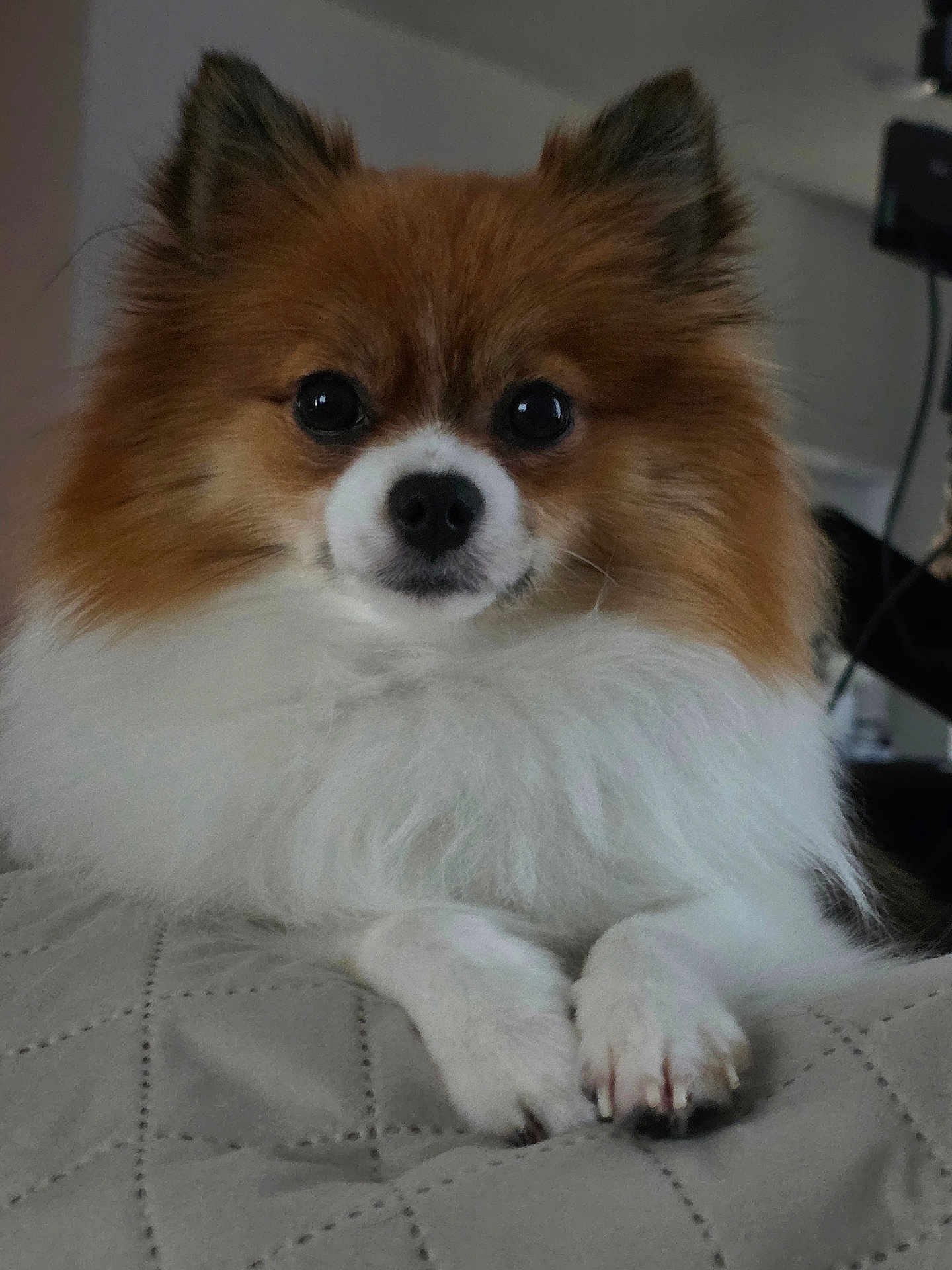 Biscuit