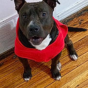 Boss is registered to the contest to win money with this photo: dog, black_dog, white_paws, red_hoodie, wooden_floor, indoor, pet, animal, sitting, curious, ears_up, looking_up, floor_board, snout, canine, companion, cute, alert, domestic, house