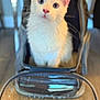 cat, white_cat, blue_eyes, pet_carrier, indoor, curious, fluffy, animal, cute, pet, feline, looking_up, transparent, container, close_up, domestic, young_cat, whiskers, ears, floor