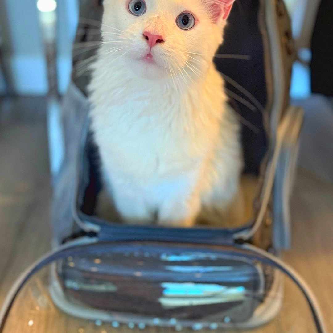 Mabella Marie joined the competition — help win amazing prizes! animal, blue_eyes, cat, close_up, container, curious, cute, domestic, ears, feline, floor, fluffy, indoor, looking_up, pet, pet_carrier, transparent, whiskers, white_cat, young_cat