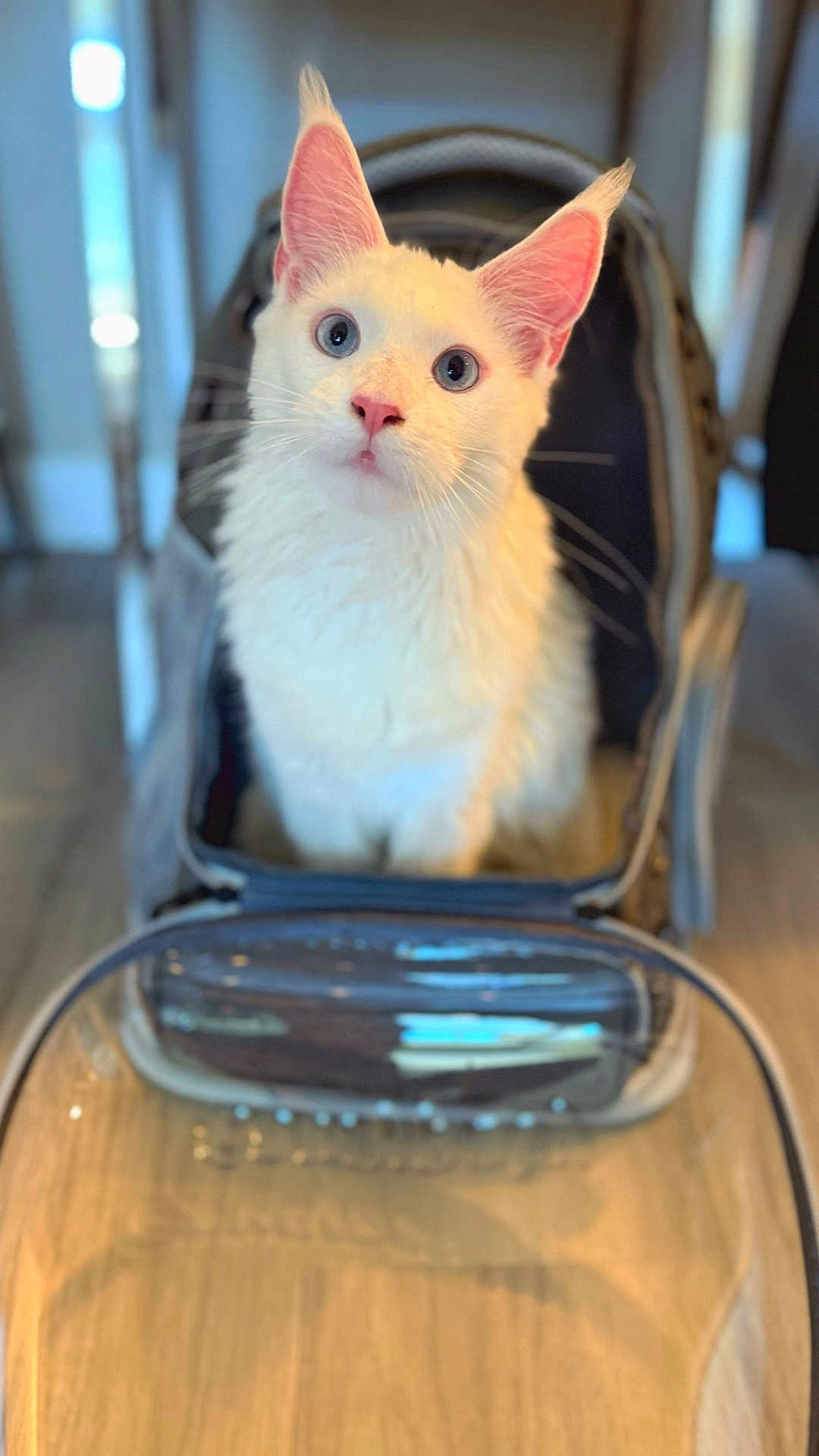 Mabella Marie joined the competition — help win amazing prizes! cat, white_cat, blue_eyes, pet_carrier, indoor, curious, fluffy, animal, cute, pet, feline, looking_up, transparent, container, close_up, domestic, young_cat, whiskers, ears, floor