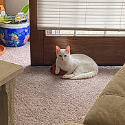 Ivory is registered to the contest to win money with this photo: white_cat, cat, indoor, carpet, toy, ladybug_toy, wooden_door, window_blinds, potted_plant, colorful_pot, plant, natural_light, relaxing_cat, pet, feline, home_interior, cozy, quiet, still_life, domestic_animal