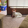 white_cat, cat, indoor, carpet, toy, ladybug_toy, wooden_door, window_blinds, potted_plant, colorful_pot, plant, natural_light, relaxing_cat, pet, feline, home_interior, cozy, quiet, still_life, domestic_animal