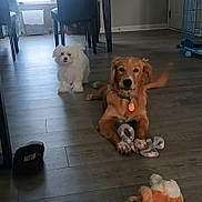 Shadow And Cotton joined the competition — help win amazing prizes! animal, canine, chair, collar, cute, dog, domestic_animal, floor, furniture, golden_retriever, home, indoor, pet, playing, relaxed, slipper, table, toy, white_dog, wooden_floor