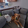Shadow And Cotton joined the competition — help win amazing prizes! blanket, companions, couch, counter, cozy, dog, domestic, floor, furniture, golden_retriever, indoor, kitchen, living_room, pets, pillows, pot, relaxed, small_dog, white_dog, window