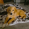 animal, blanket, couch, cow_print, cozy, curious, cute, dog, domestic, floor, furniture, golden_retriever, indoor, living_room, lying_down, pet, puppy, table, wooden_floor, young