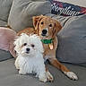 Shadow And Cotton joined the competition — help win amazing prizes! animal, collar, companion, couch, cozy, cute, dog, fluffy_dog, fur, golden_retriever, home, indoor, looking_at_camera, pet, pillow, relaxing, resting, small_dog, tag, text