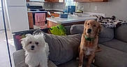 Shadow And Cotton joined the competition — help win amazing prizes! appliance, blanket, cabinet, couch, countertop, curtains, dog, domestic, floor_lamp, furniture, golden_dog, household, indoor, kitchen, living_room, pet, refrigerator, stove, white_dog, window