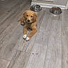 animal, brown_dog, canine, collar, curious, dog, domestic, feeding_area, floor, flooring, food_bowl, home, indoor, pet, puppy, relaxed, water_bowl, white_paws, wood_floor, young_dog