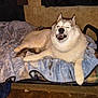 Kiki is registered to the contest to win money with this photo: animal, bed, blanket, canine, cozy, curtains, dog, floor, fur, furniture, home, husky, indoor, paw, pet, resting, smiling, teeth, wall_outlet, winking
