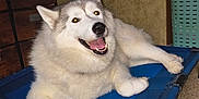 Kiki joined the competition — help win amazing prizes! animal, canine, carpet, cute, dog, domestic, fan, fluffy, fur, happy, husky, indoor, laundry_basket, mouth_open, paw, pet_bed, relaxed, resting, smiling, tongue