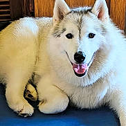 Kiki is registered to the contest to win money with this photo: animal, canine, closeup, dog, ears_up, face, furry, gray_fur, happy, husky, indoor, lying_down, mammal, nose, paw, pet, resting, tongue_out, white_fur, wooden_background