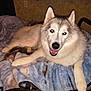 Kiki joined the competition — help win amazing prizes! animal, bed, blanket, canine, comfort, cozy, cute, dog, domestic, fluffy, friendly, fur, happy, husky, indoor, lying_down, pet, portrait, resting, smiling