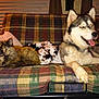 Luna is registered to the contest to win money with this photo: cat, dog, husky, tortoiseshell_cat, couch, plaid, indoor, pet, animal, furry, relaxed, tongue_out, fluffy, companion, resting, cozy, window_blinds, blanket, friendship, home