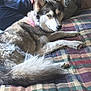 animal, bed, blue_eye, brown_eye, collar, comfort, cozy, dog, fur, hand, heterochromia, husky, indoor, paw, person, pet, quilt, relaxing, resting, tail