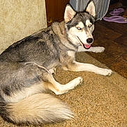 Luna is registered to the contest to win money with this photo: dog, husky, pet, indoor, carpet, floor, animal, canine, fur, tail, ears, happy, smiling, eyes, paw, domestic, household, fan, slippers, wooden_furniture