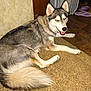 animal, canine, carpet, dog, domestic, ears, eyes, fan, floor, fur, happy, household, husky, indoor, paw, pet, slippers, smiling, tail, wooden_furniture