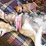 Luna is registered to the contest to win money with this photo: dog, husky, chihuahua, sleeping, puppy, pet, animal, collar, blanket, resting, furry, cute, snuggling, indoors, companion, cozy, relaxing, small_dog, large_dog, napping