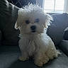 Cotton is registered to the contest to win money with this photo: dog, puppy, white_dog, fluffy, long_hair, curly_coat, pet, animal, sitting, couch, living_room, indoors, window, blinds, backlighting, portrait, close_up, black_nose, dark_eyes, cute